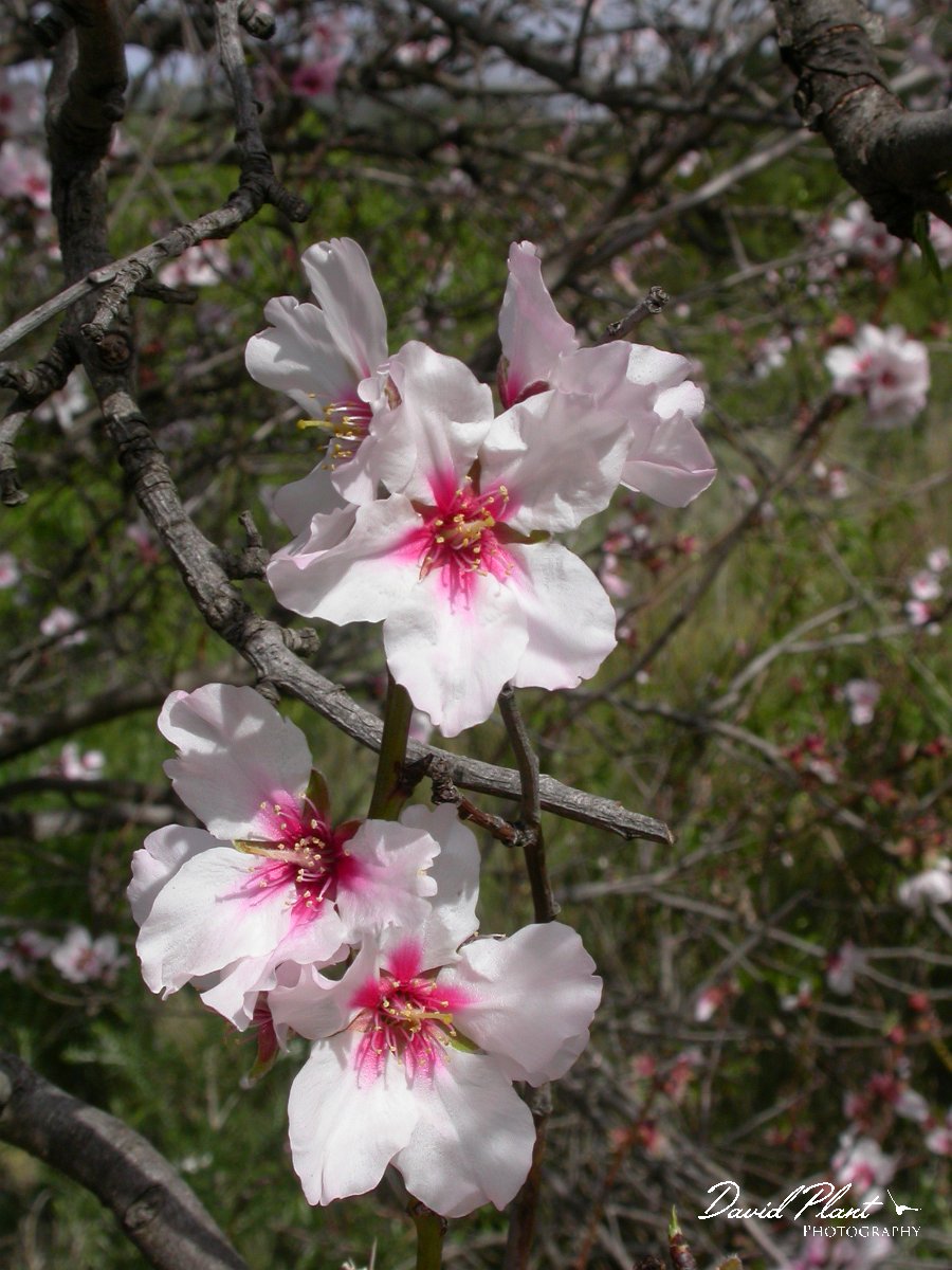 David Plant Photography - Wildlife Photographer - Almond.JPG - Almond