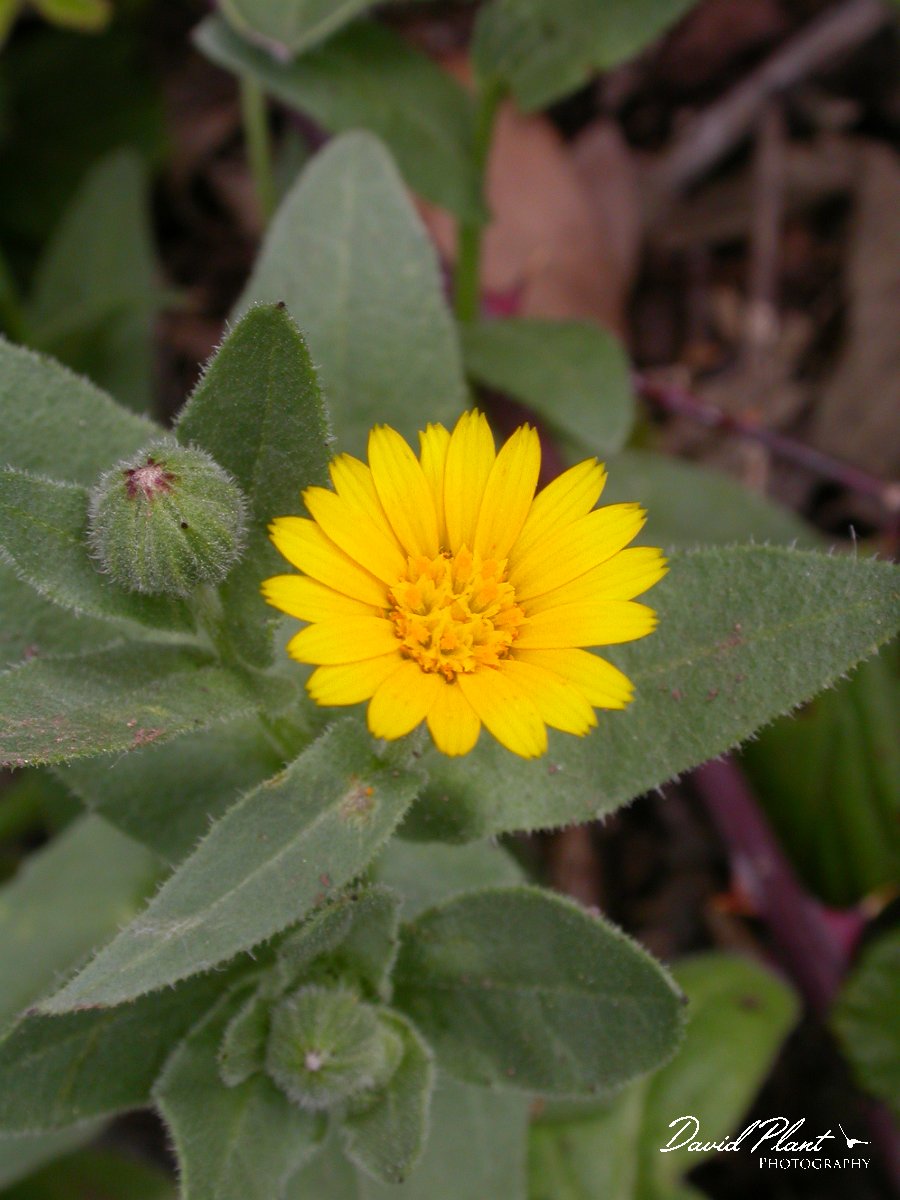 David Plant Photography - Wildlife Photographer - Calendula arvensis.JPG - Calendula arvensis
