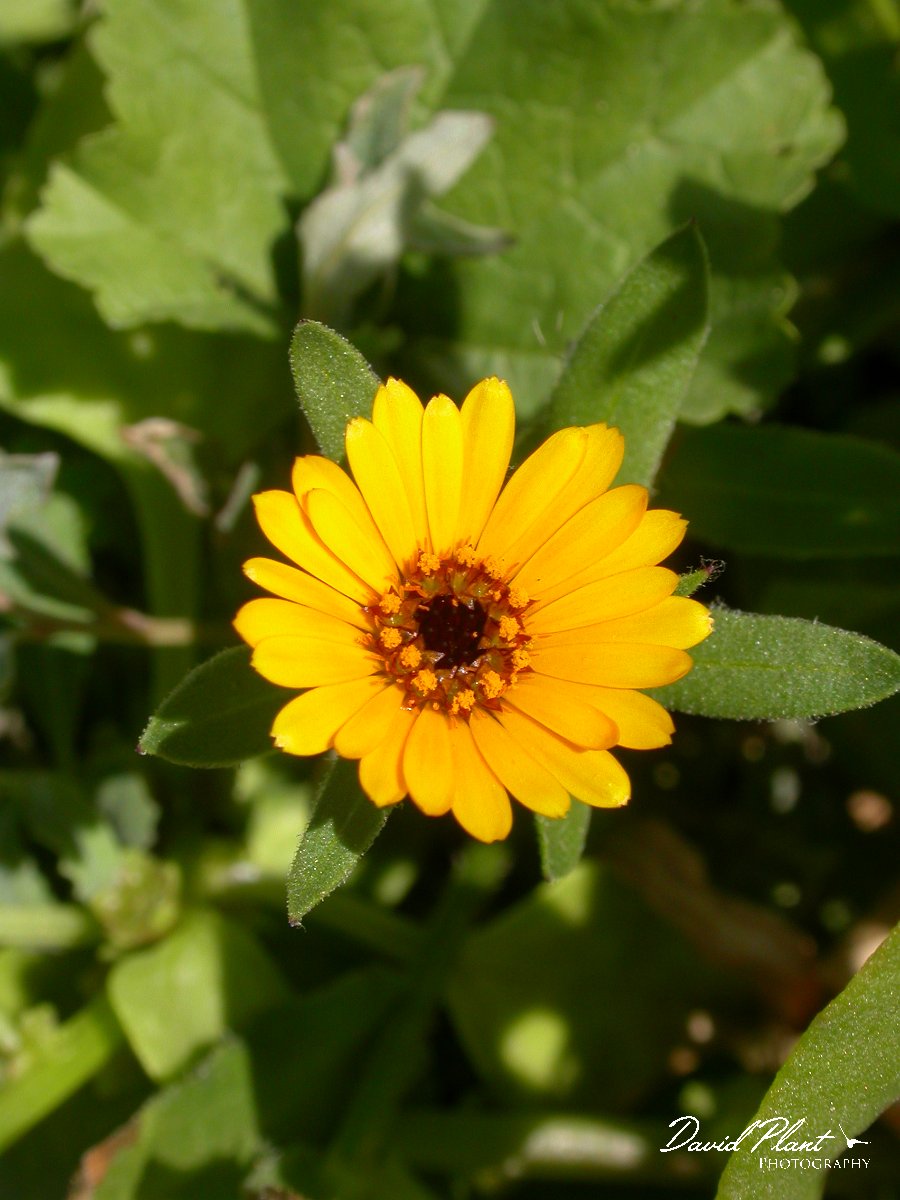 David Plant Photography - Wildlife Photographer - Calendula bicolor.JPG - Caledula bicolor