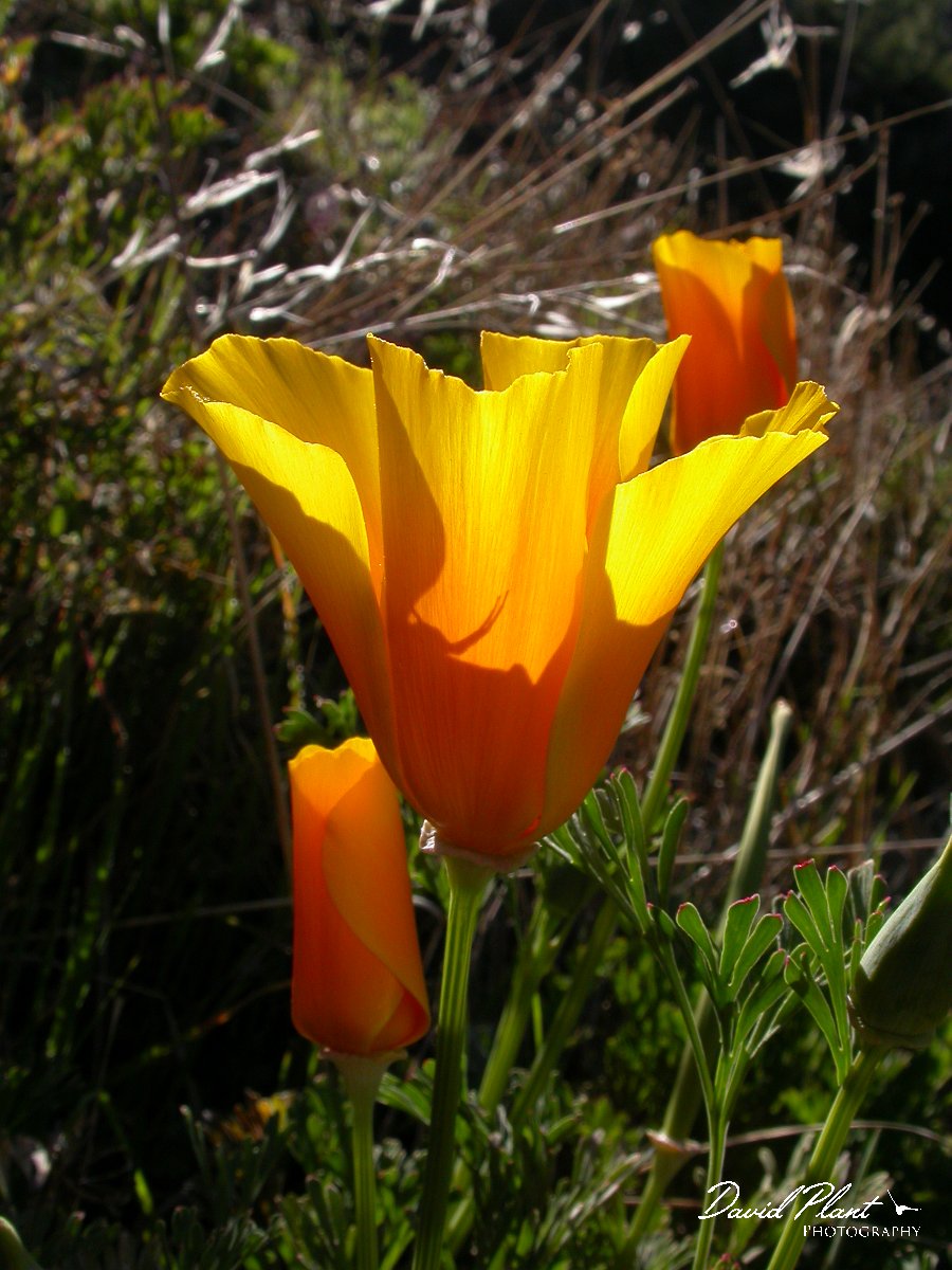 David Plant Photography - Wildlife Photographer - California poppy.JPG - California poppy
