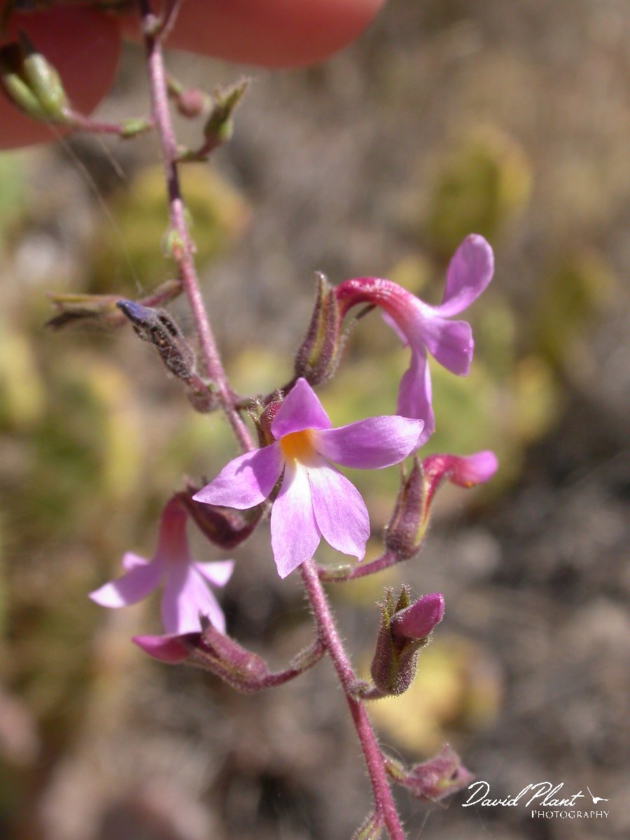 David Plant Photography - Wildlife Photographer - Campylanthus salsoloides.JPG - Campylanthus salsoloides