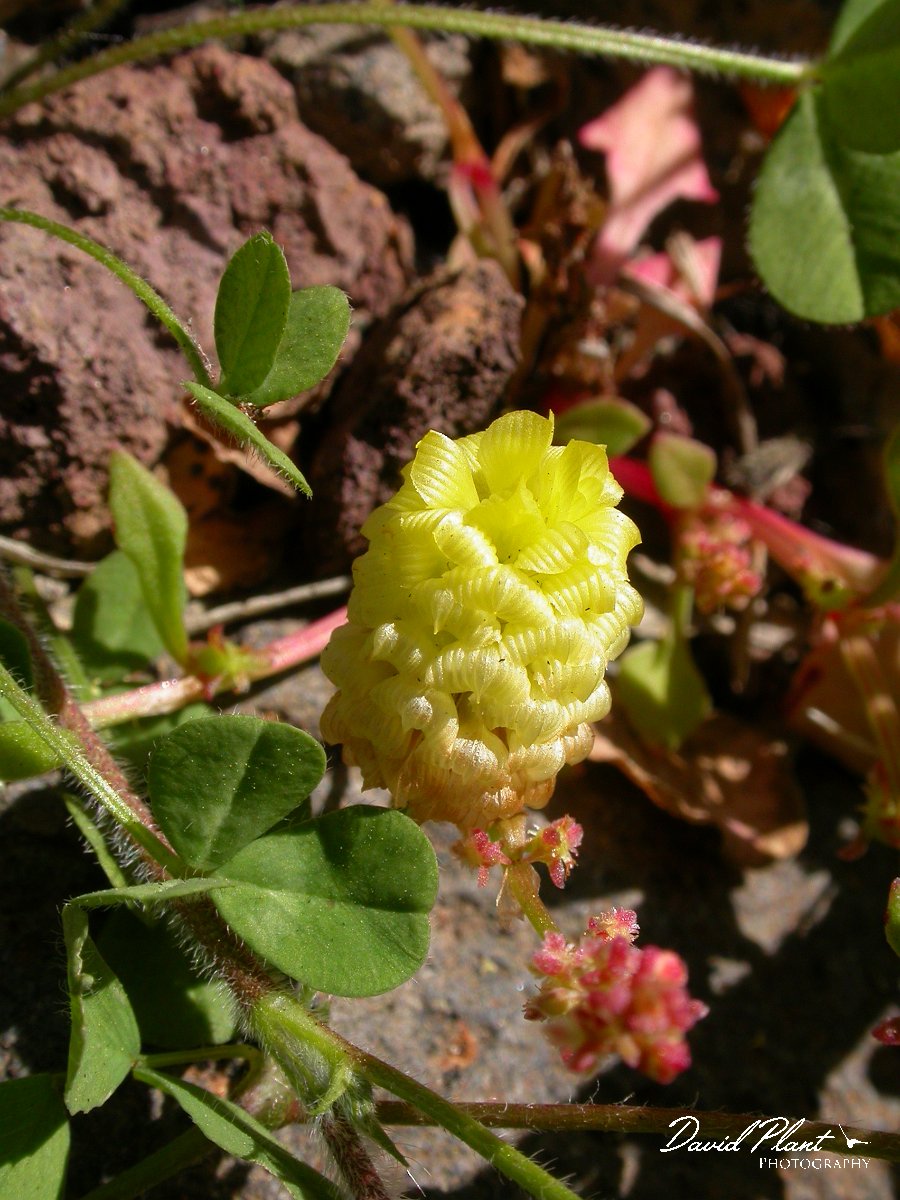 David Plant Photography - Wildlife Photographer - Hop trefoil.JPG - Hop trefoil