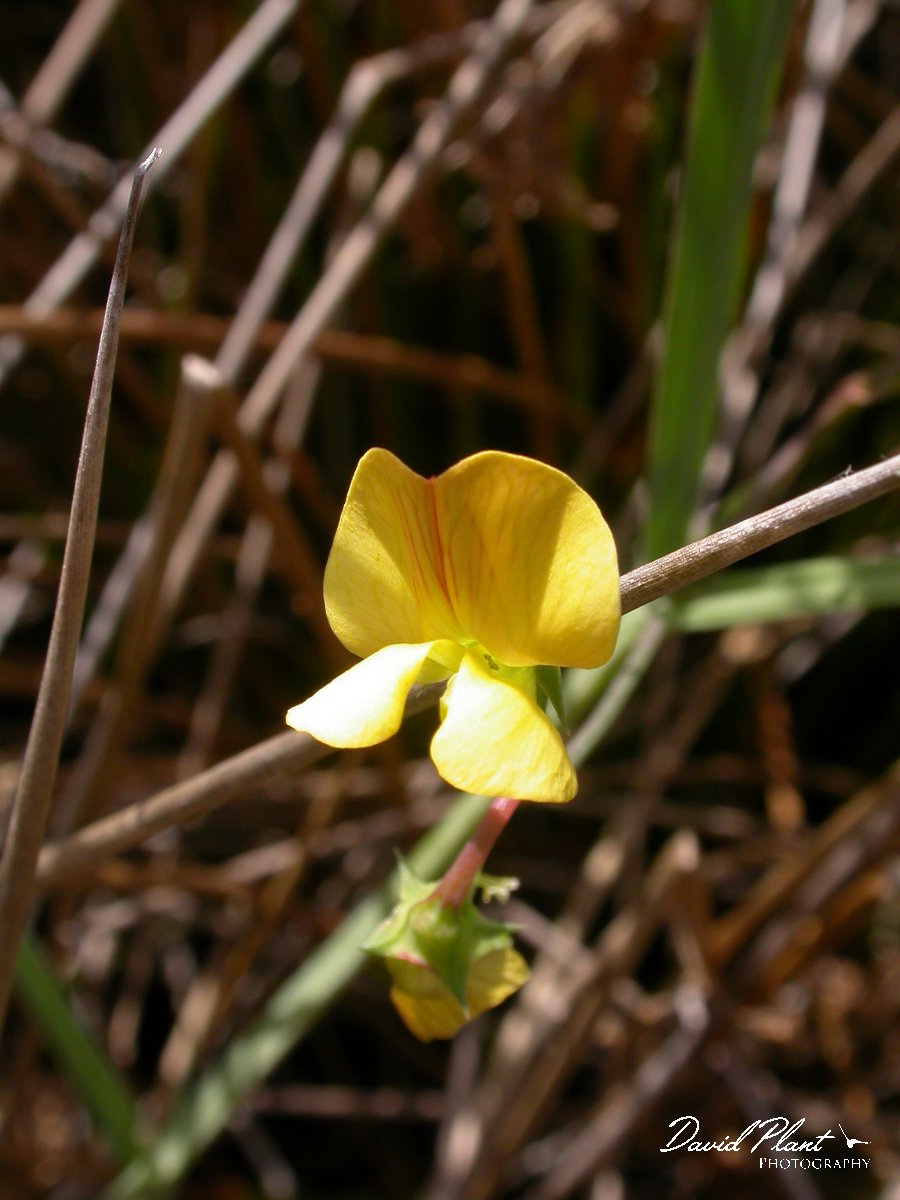 David Plant Photography - Wildlife Photographer - Lathyrus annua.JPG - Lathyrus annua