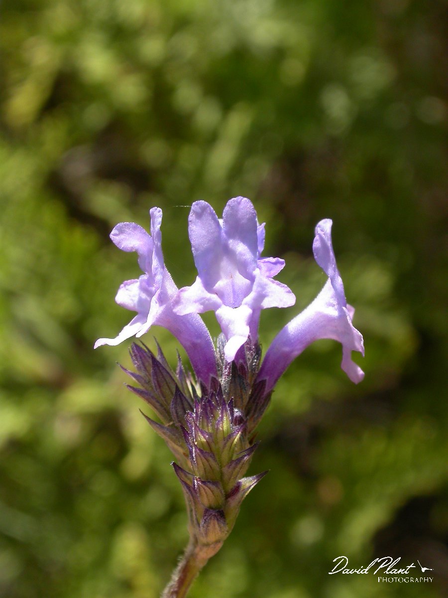 David Plant Photography - Wildlife Photographer - Lavandula canariensis.JPG - Lavandula canariensis