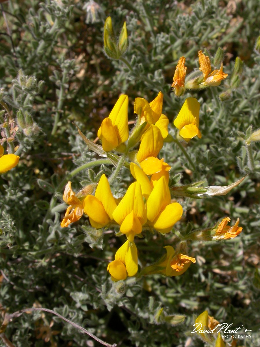 David Plant Photography - Wildlife Photographer - Lotus campylocladus.JPG - Lotus campylocladus