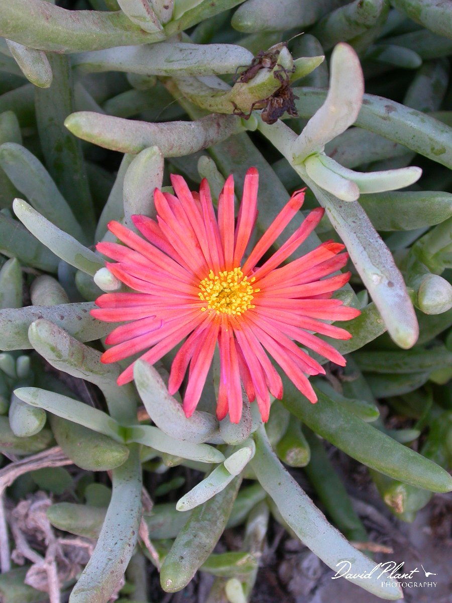 David Plant Photography - Wildlife Photographer - Malephora crocea.JPG - Malephora crocea