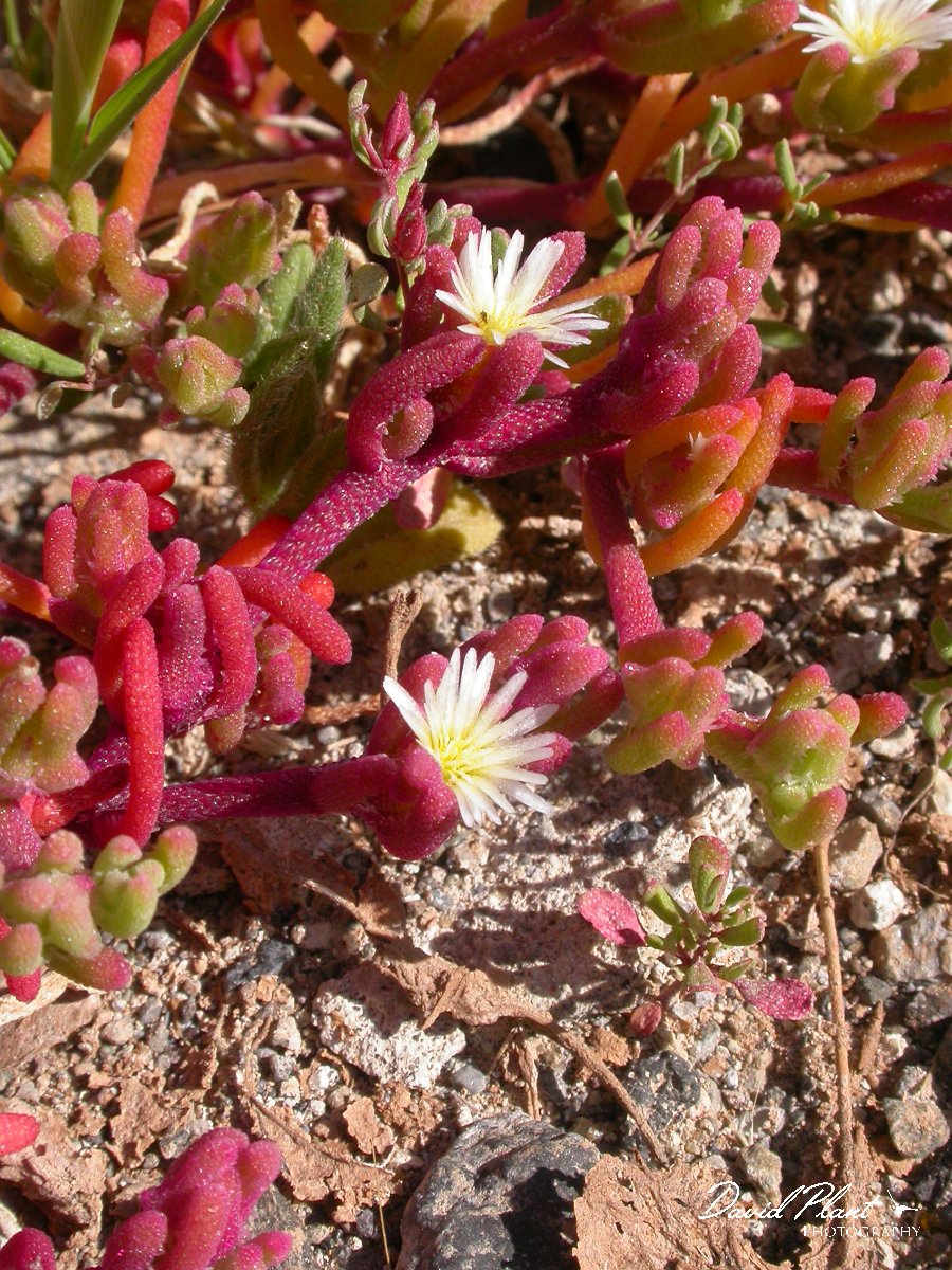 David Plant Photography - Wildlife Photographer - Mesembryanthemum nodiflorum.JPG - Mesembryanthemum nodiflorum