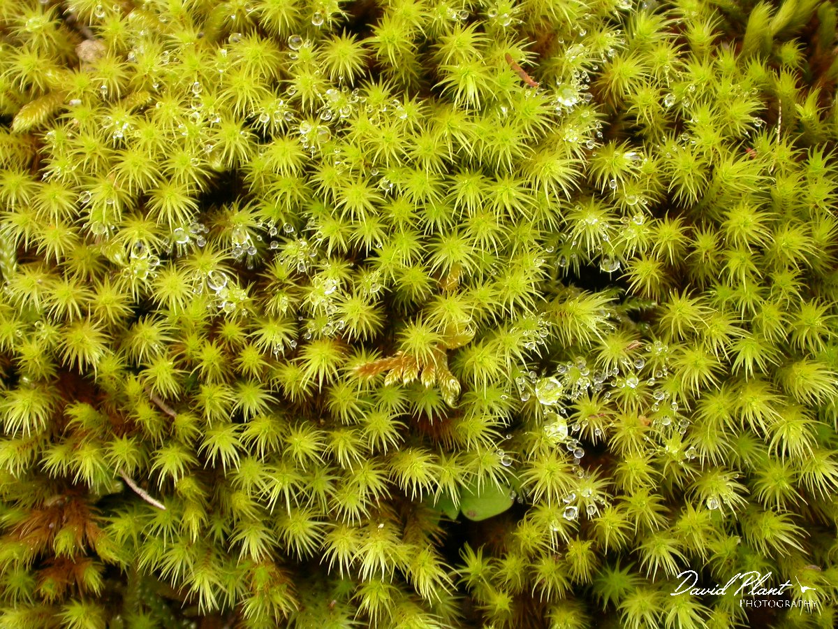 David Plant Photography - Wildlife Photographer - Moss species.JPG - Moss species
