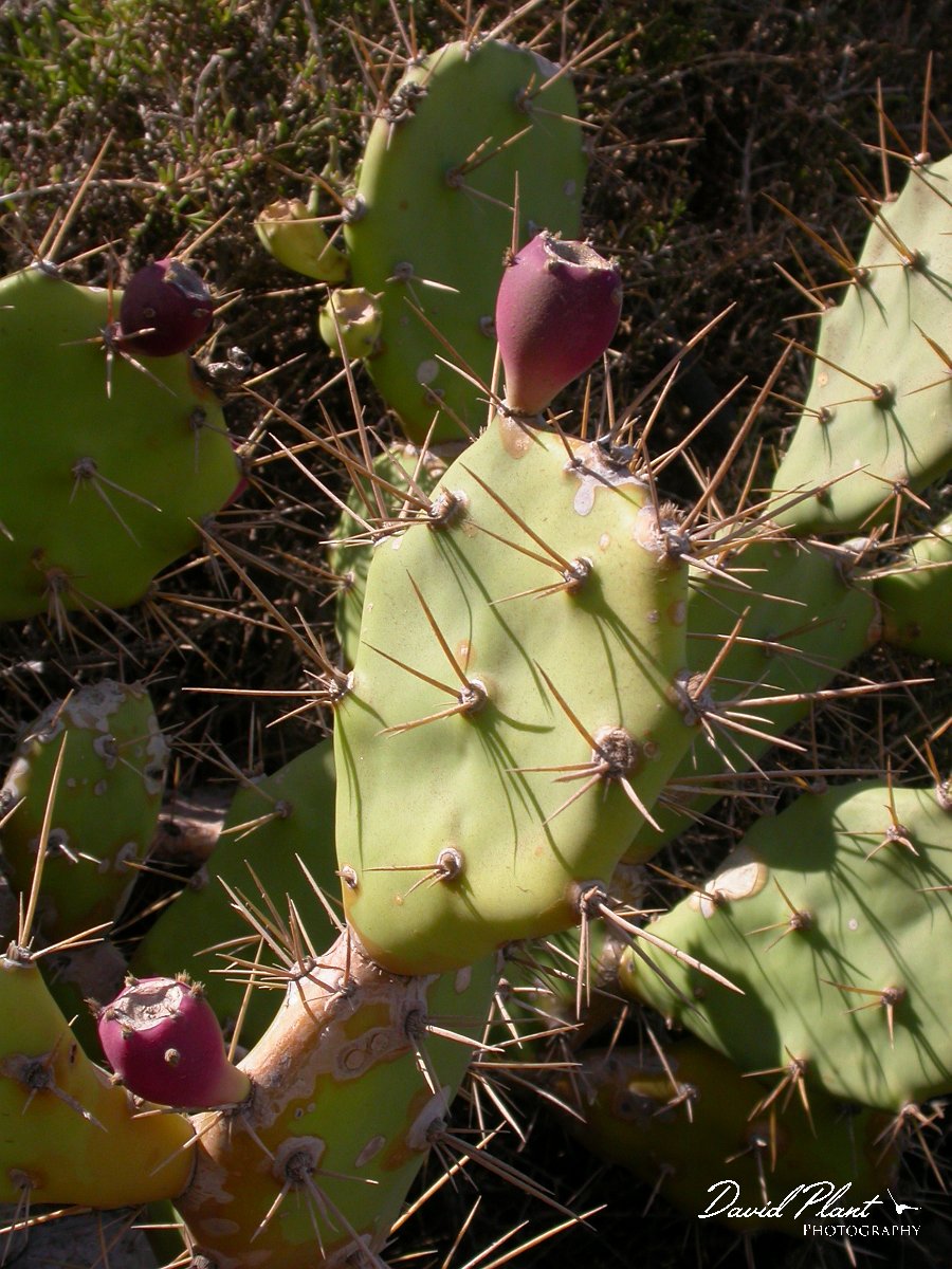David Plant Photography - Wildlife Photographer - Opuntia dillenii.JPG - Opuntia dillenii