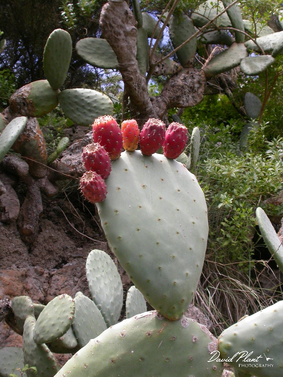 David Plant Photography - Wildlife Photographer - Opuntia tormentosa.JPG - Opuntia tormentosa