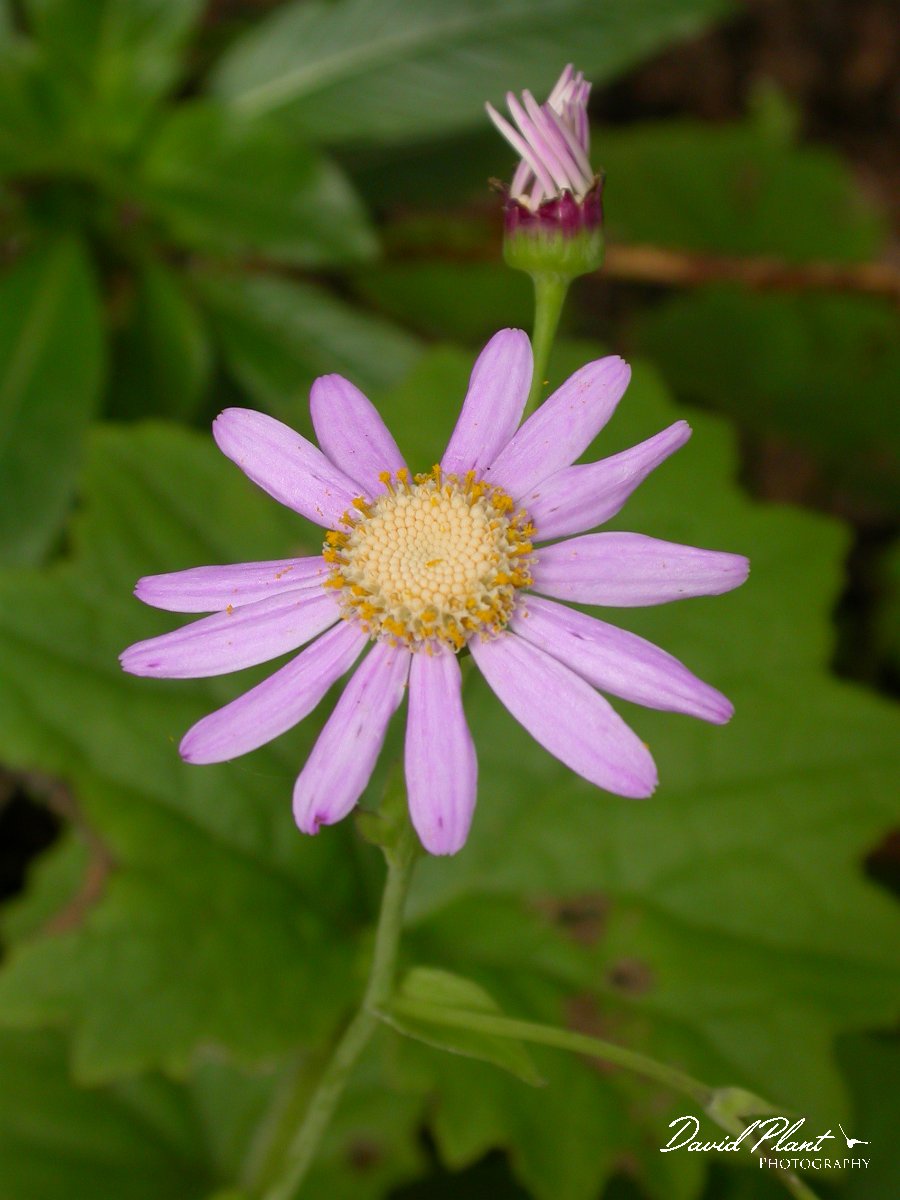 David Plant Photography - Wildlife Photographer - Pericallis tussilaginis.JPG - Pericallis tussilaginis