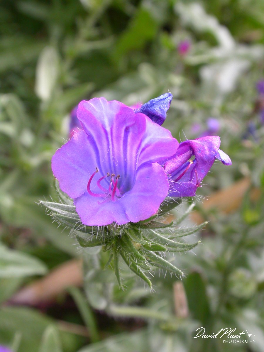 David Plant Photography - Wildlife Photographer - Purple viper's-bugloss.JPG - Purple viper's bugloss