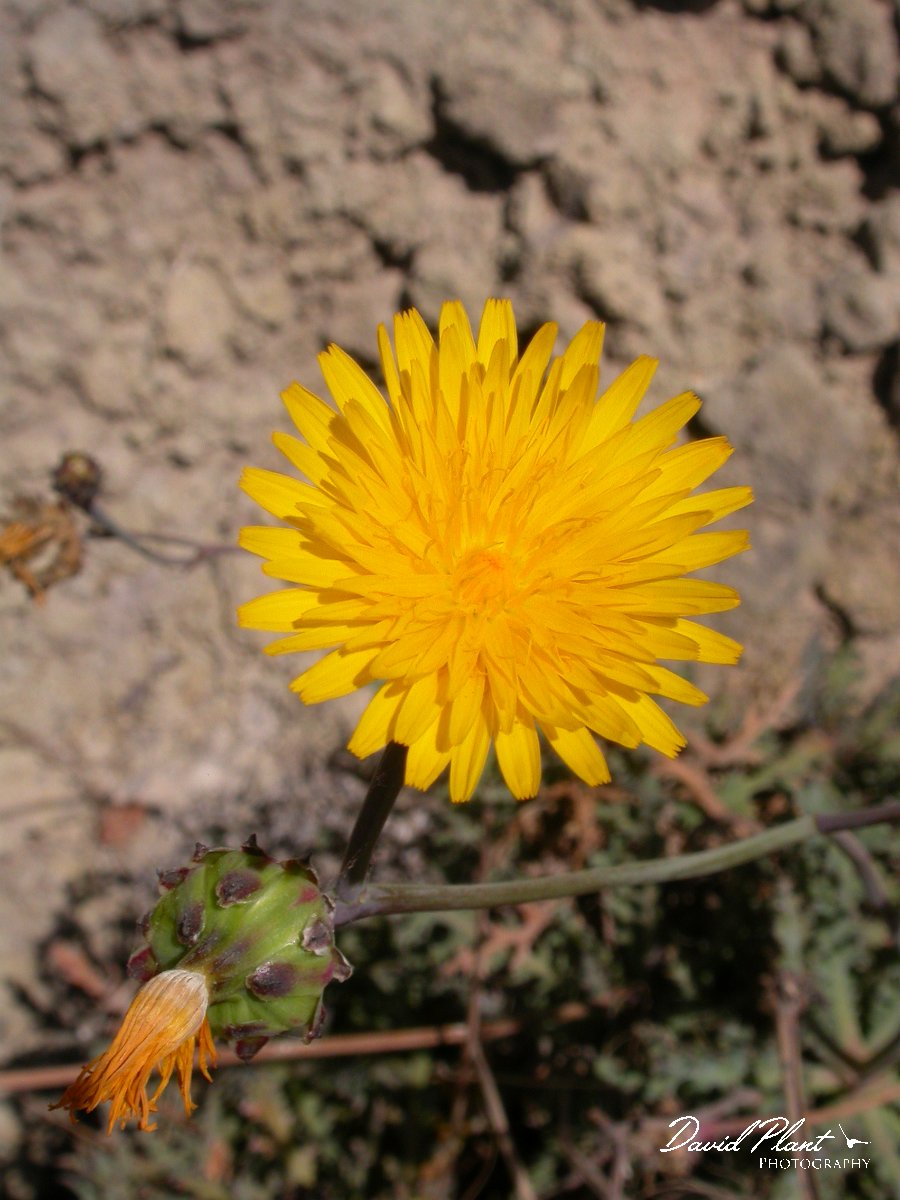 David Plant Photography - Wildlife Photographer - Reichardia ligulata.JPG - Reichardia ligulata