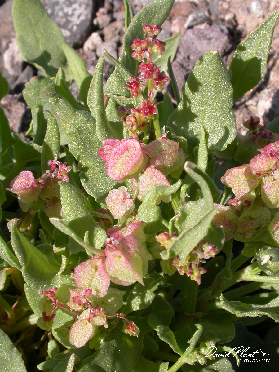David Plant Photography - Wildlife Photographer - Rumex vesicarius.JPG - Rumex vesicarius