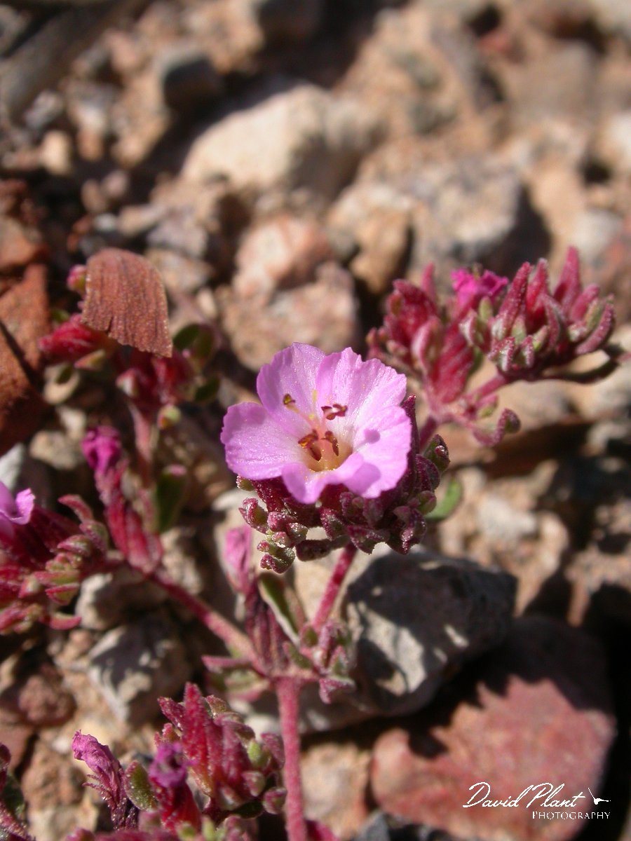David Plant Photography - Wildlife Photographer - Sea heath.JPG - Sea heath