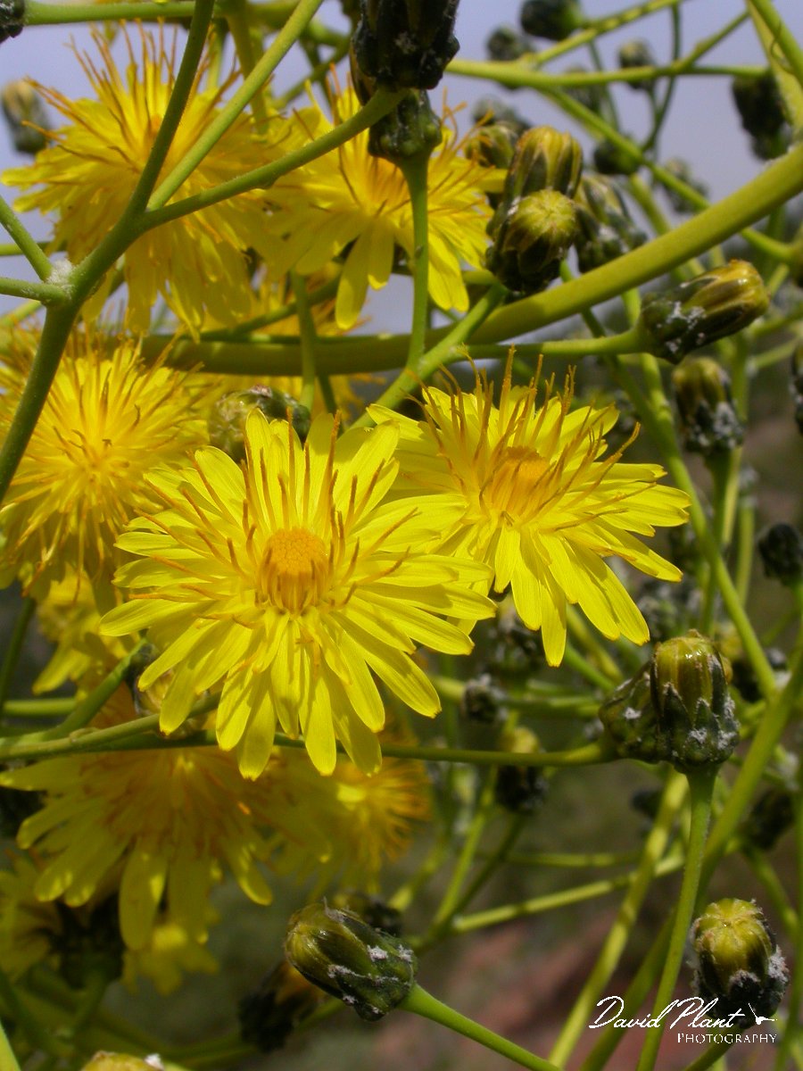 David Plant Photography - Wildlife Photographer - Sonchus canariensis.JPG - Sonchus canariensis