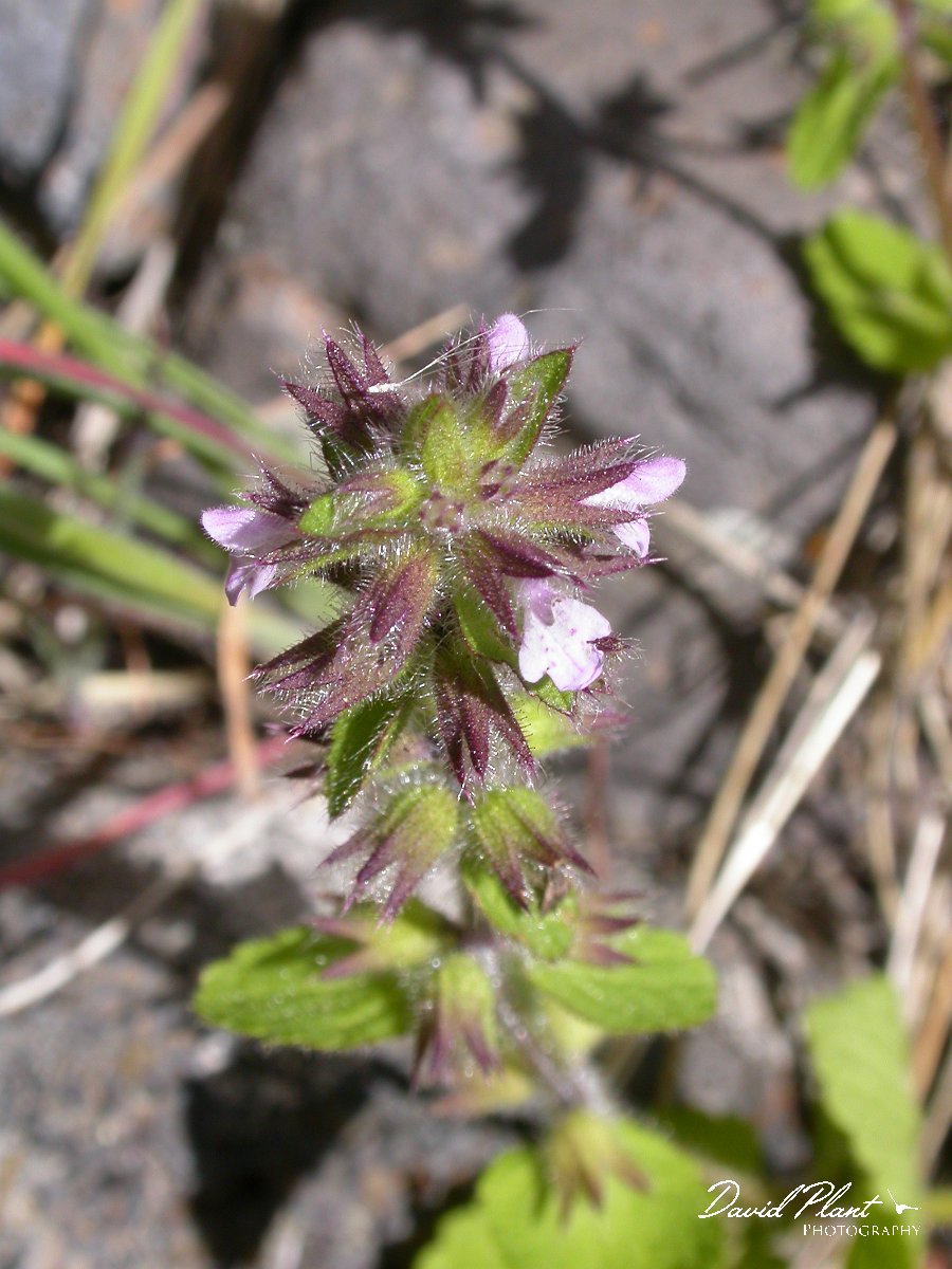 David Plant Photography - Wildlife Photographer - Stachys arvensis.JPG - Stachys arvensis