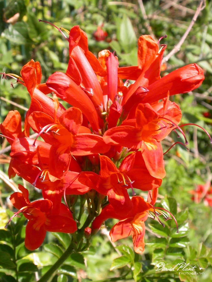 David Plant Photography - Wildlife Photographer - Tecomaria capensis.JPG - Tecomaria capensis