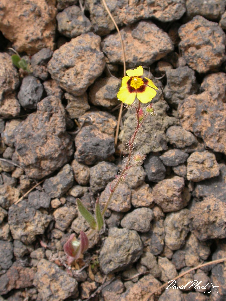 David Plant Photography - Wildlife Photographer - Tuberaria guttata.JPG - Tuberaria guttata
