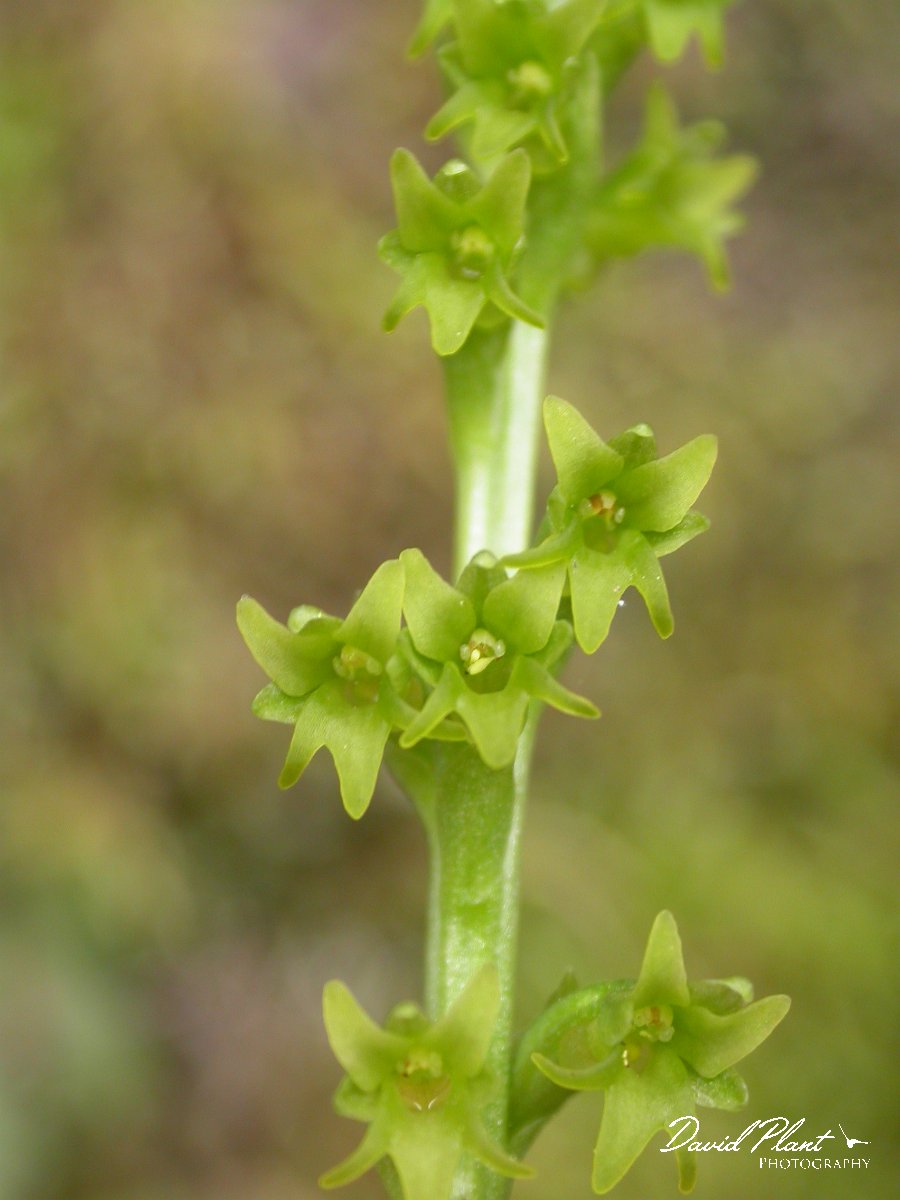 David Plant Photography - Wildlife Photographer - Two-leaved orchid.JPG - Two-leaved orchid