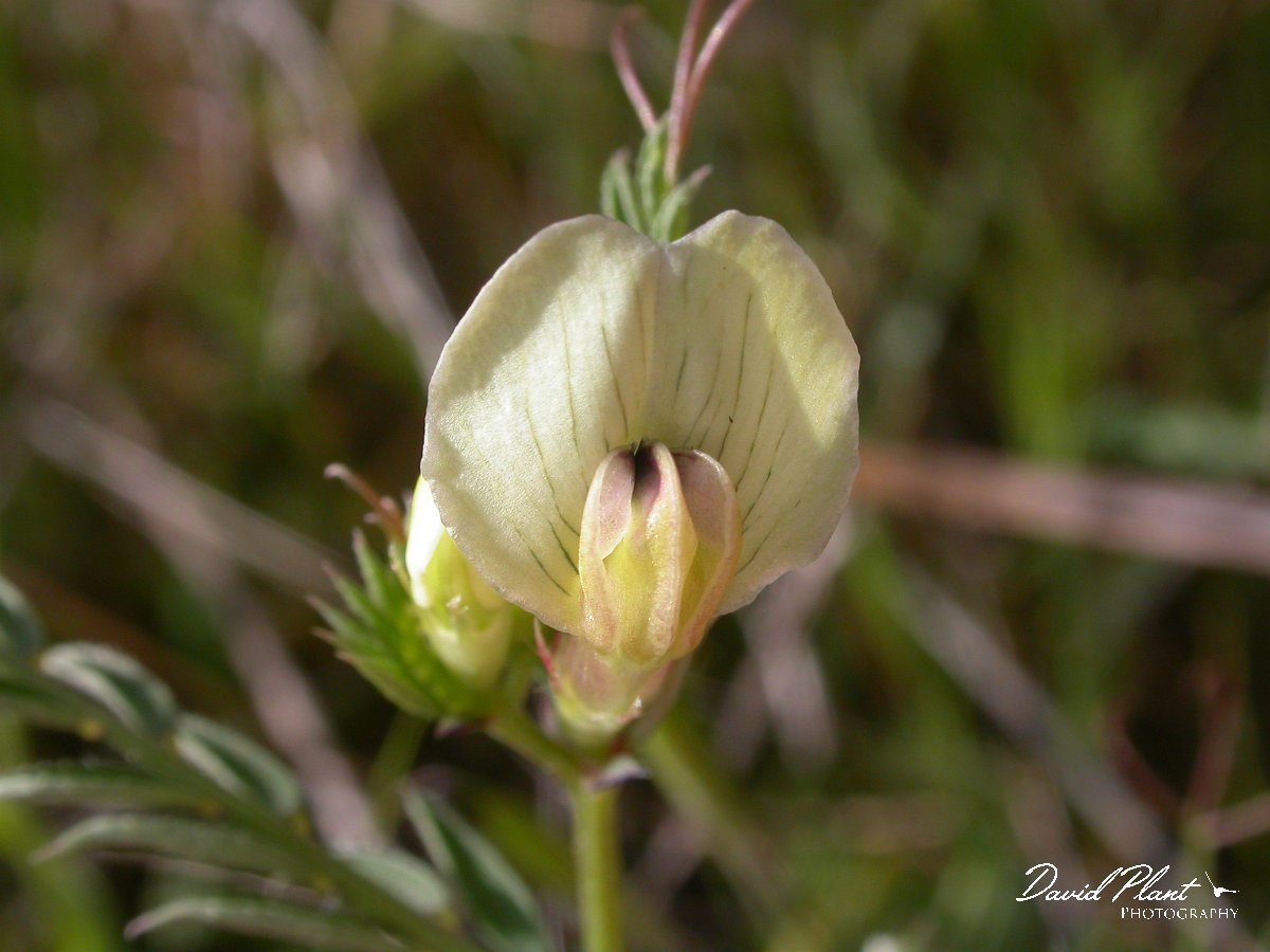 David Plant Photography - Wildlife Photographer - Yellow vetch.JPG - Yellow vetch