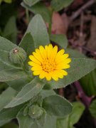 David Plant Photography - Wildlife Photographer - Calendula arvensis