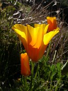 David Plant Photography - Wildlife Photographer - California poppy