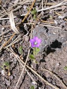 David Plant Photography - Wildlife Photographer - Campanula occidentalis