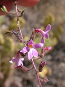 David Plant Photography - Wildlife Photographer - Campylanthus salsoloides