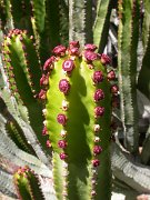 David Plant Photography - Wildlife Photographer - Canary Island cactus-spurge