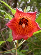 David Plant Photography - Wildlife Photographer - Canary bellflower