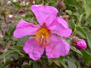 David Plant Photography - Wildlife Photographer - Canary cistus