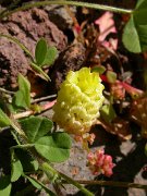 David Plant Photography - Wildlife Photographer - Hop trefoil
