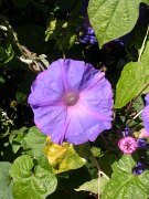 David Plant Photography - Wildlife Photographer - Ipomoea indica