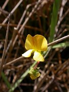 David Plant Photography - Wildlife Photographer - Lathyrus annua