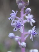 David Plant Photography - Wildlife Photographer - Lesser canary squill