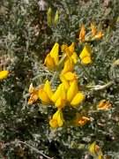 David Plant Photography - Wildlife Photographer - Lotus campylocladus