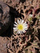 David Plant Photography - Wildlife Photographer - Mesembryanthemum nodiflorum flower