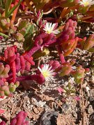 David Plant Photography - Wildlife Photographer - Mesembryanthemum nodiflorum
