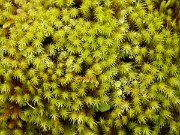 David Plant Photography - Wildlife Photographer - Moss species