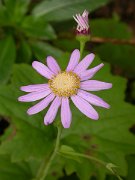 David Plant Photography - Wildlife Photographer - Pericallis tussilaginis