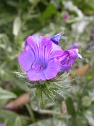David Plant Photography - Wildlife Photographer - Purple viper's-bugloss