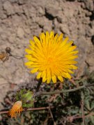 David Plant Photography - Wildlife Photographer - Reichardia ligulata