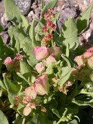 David Plant Photography - Wildlife Photographer - Rumex vesicarius