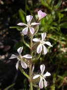 David Plant Photography - Wildlife Photographer - Silene gallica