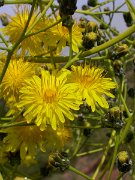 David Plant Photography - Wildlife Photographer - Sonchus canariensis