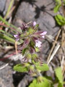 David Plant Photography - Wildlife Photographer - Stachys arvensis