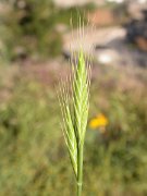 David Plant Photography - Wildlife Photographer - Stiff brome