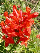 David Plant Photography - Wildlife Photographer - Tecomaria capensis