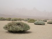 David Plant Photography - Wildlife Photographer - Teide white broom